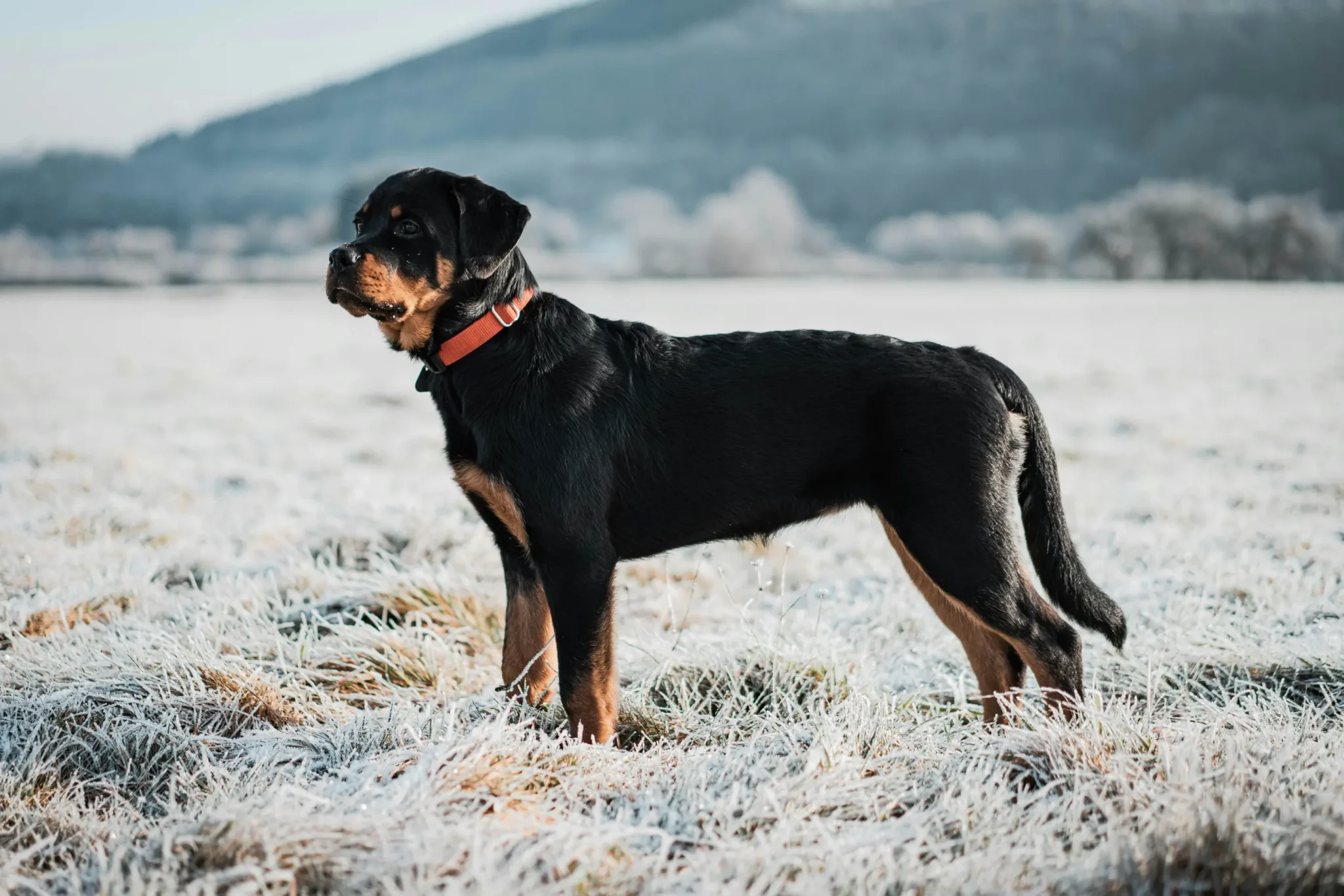 A black and brown dog standing in the snow.