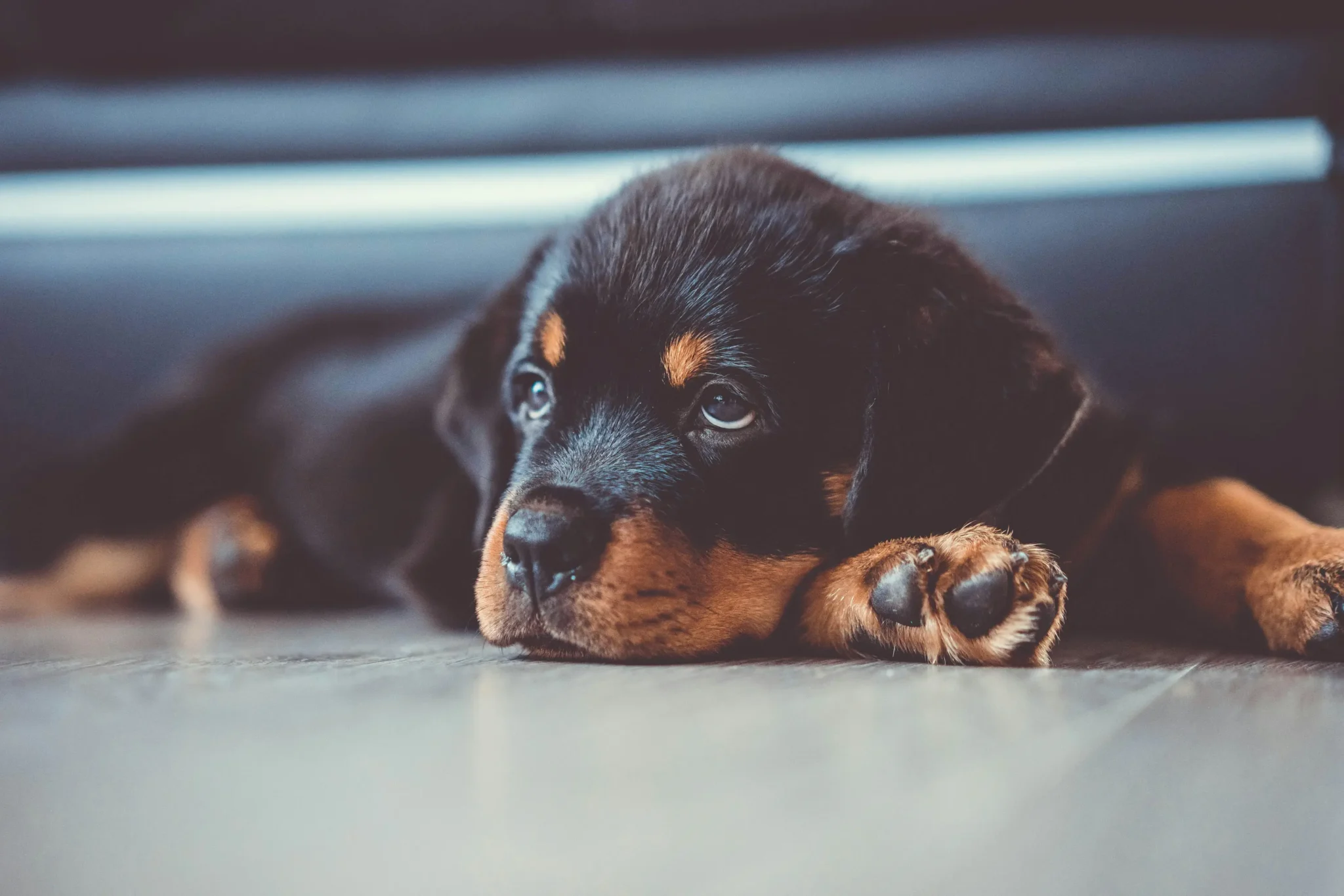 A black and brown puppy laying on the ground.