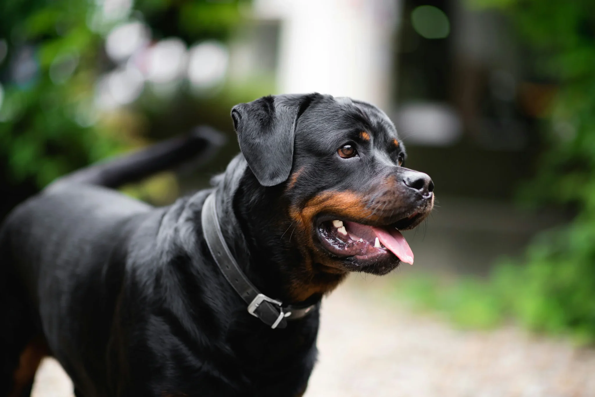 A black dog with its tongue hanging out.