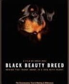 A black dog with brown fur and yellow eyes.