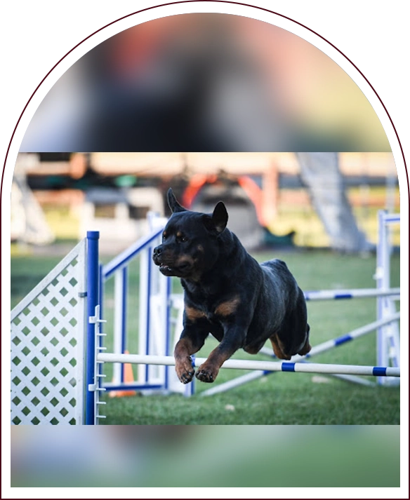 Rottweiler dog jumping agility hurdle.