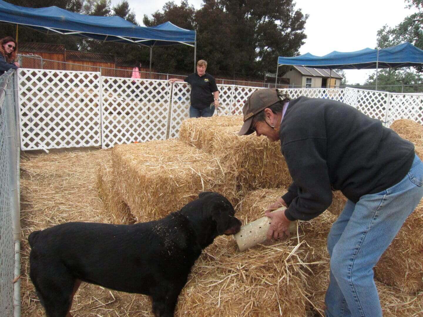 A man and his dog are playing with hay.