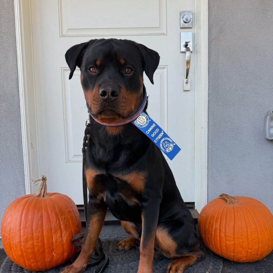 Rottweiler dog with Canine Good Citizen ribbon.