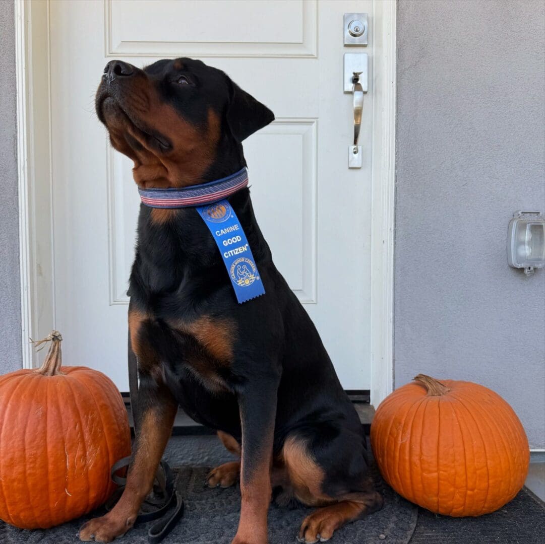 Rottweiler with Canine Good Citizen award.