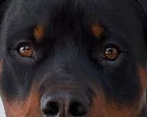 closeup view of a dog face
