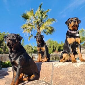 Three Rottweilers sitting by palm tree.