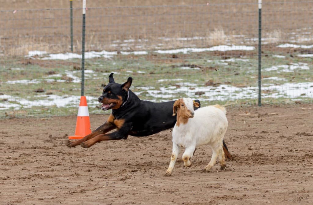 Rottweiler herding a goat.