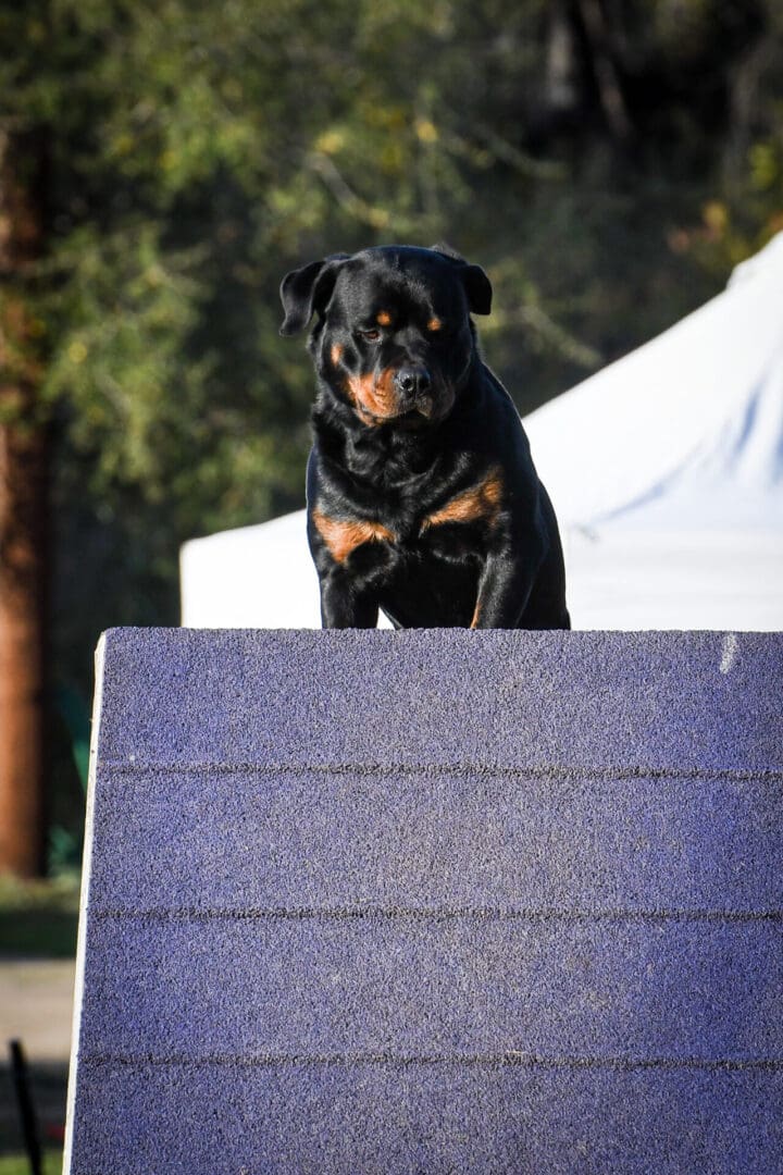 Rottweiler dog on agility jump.