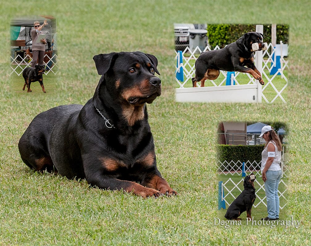 Rottweiler dog agility collage.