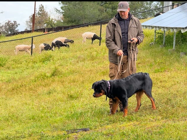 Man with Rottweiler herding sheep.