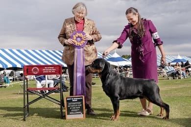 Rottweiler dog winning a blue ribbon.