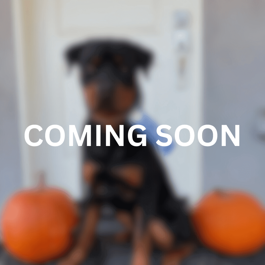 Coming soon: Rottweiler puppy.