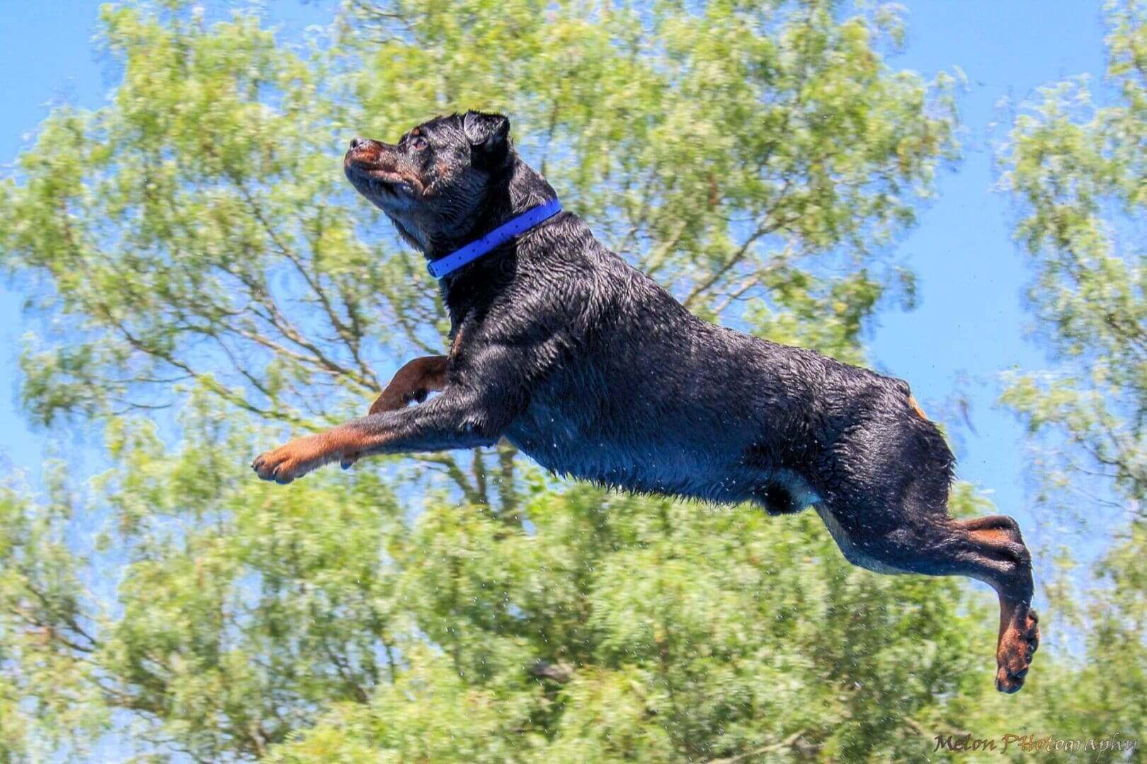Rottweiler dog leaping into water.