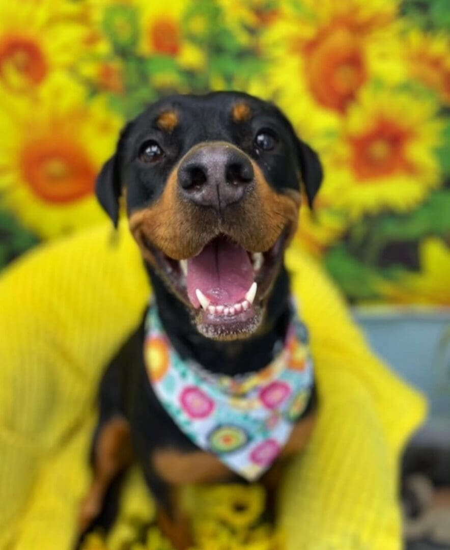 Happy Rottweiler puppy sunflowers bandana.