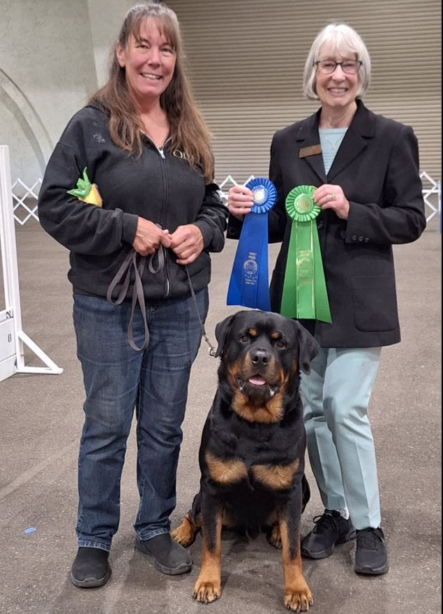 Rottweiler dog with handlers and ribbons.
