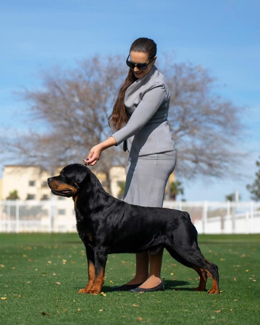 Woman showing Rottweiler at dog show.