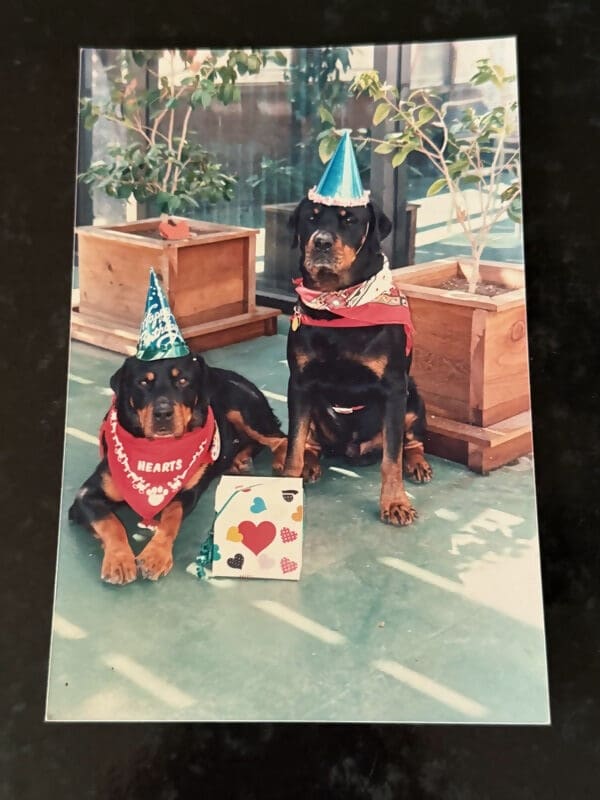 Two Rottweilers in party hats.