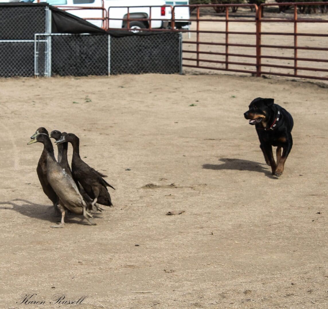 Dog herding ducks in a fenced area.