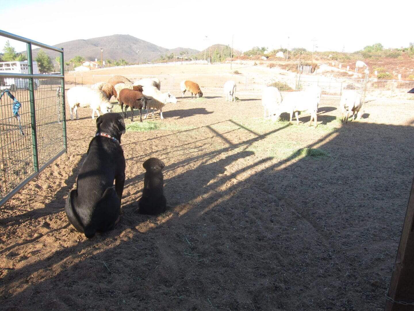 Dogs watching sheep in a fenced field.