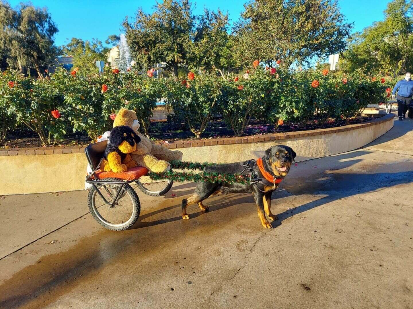 Dog pulling cart with stuffed animals.