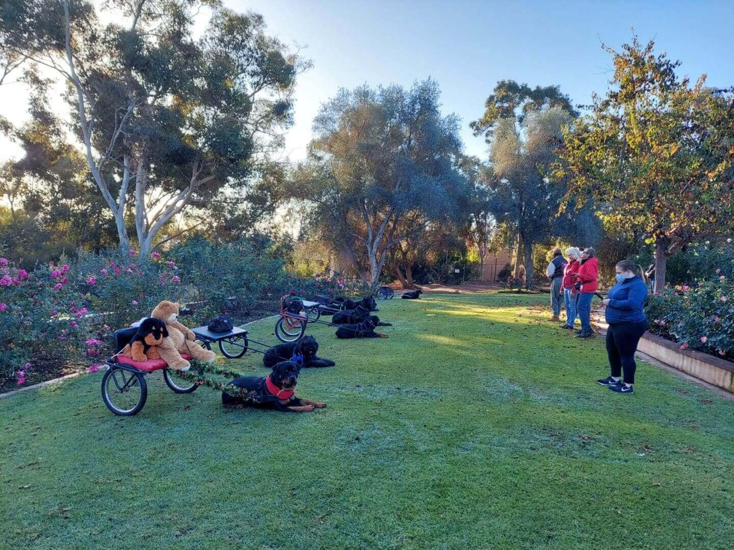 Dogs on carts in a sunny park.
