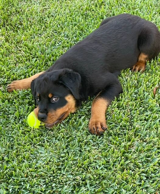 Rottweiler puppy playing with a tennis ball.