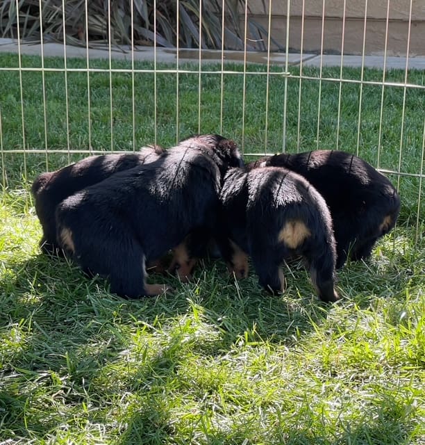 Puppies gathered in a grassy pen.