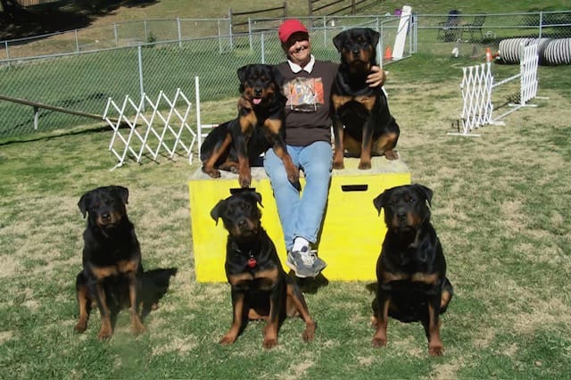 Person with six Rottweilers in a park.