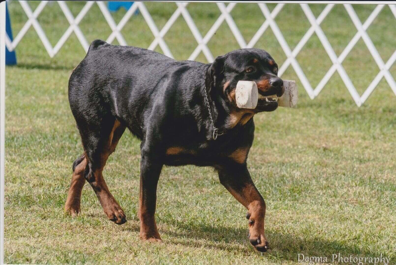 Rottweiler carrying object during outdoor event.
