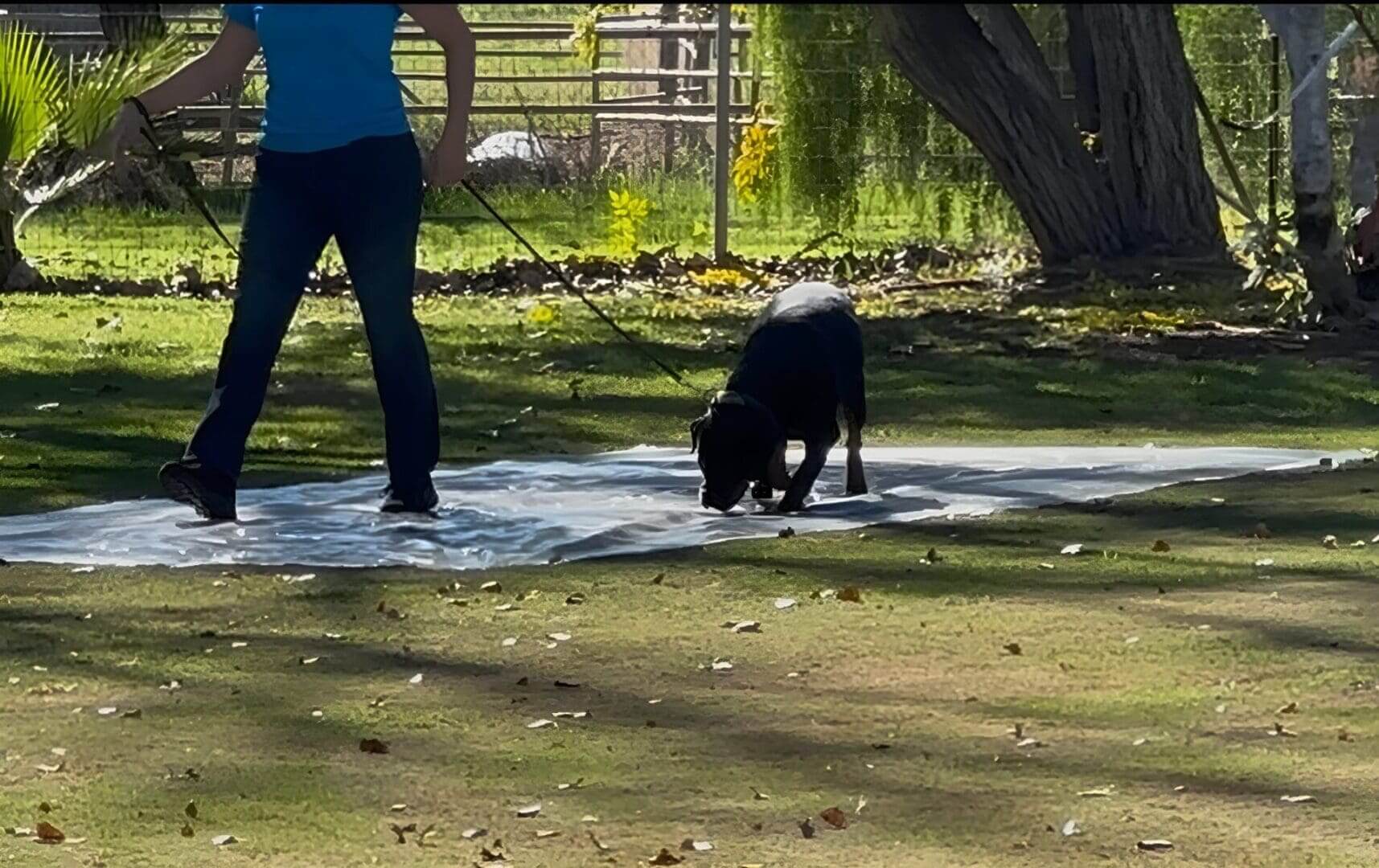 Person walking dog on a sunny day.