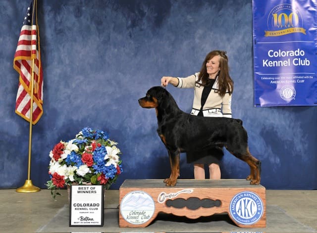 Dog at Colorado Kennel Club show podium.