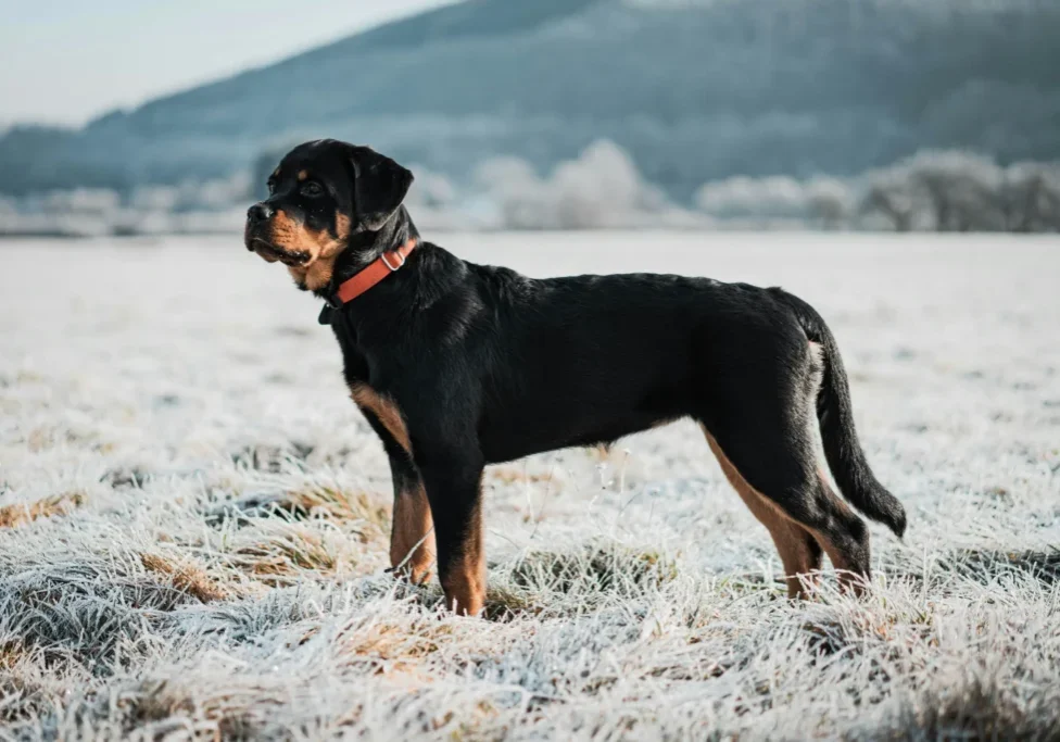 A black and brown dog standing in the snow.