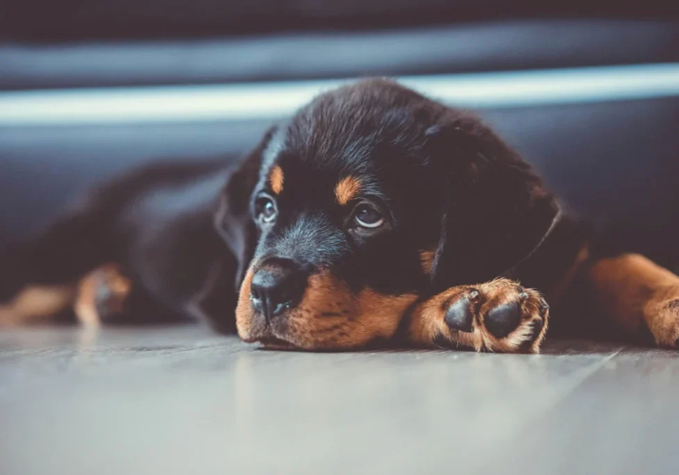 A black and brown puppy laying on the ground.