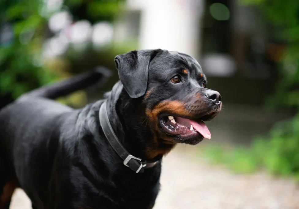 A black dog with its tongue hanging out.